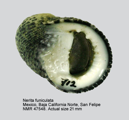 Nerita funiculata (4).jpg - Nerita funiculata Menke,1851